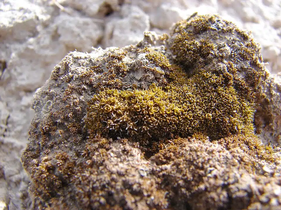 Syntrichia Caninervis