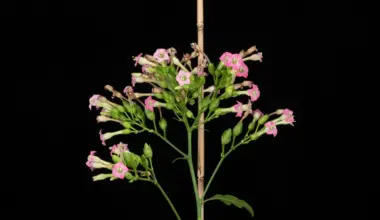 Paternal Mitochondria More Common Than Believed