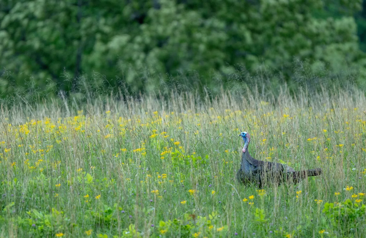 Turkey in Great Smoky Mountains