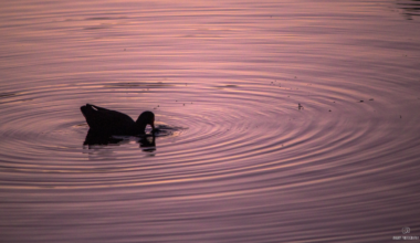The silhouette of a duck on the pink water of a lake at sunset.