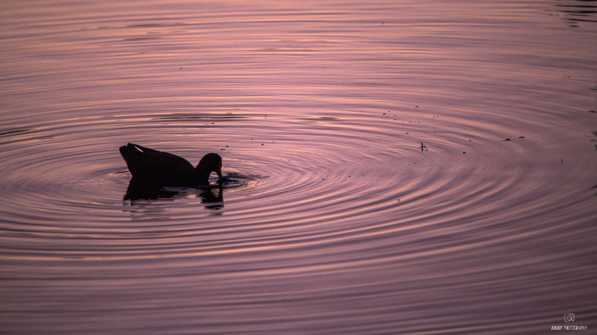 The silhouette of a duck on the pink water of a lake at sunset.