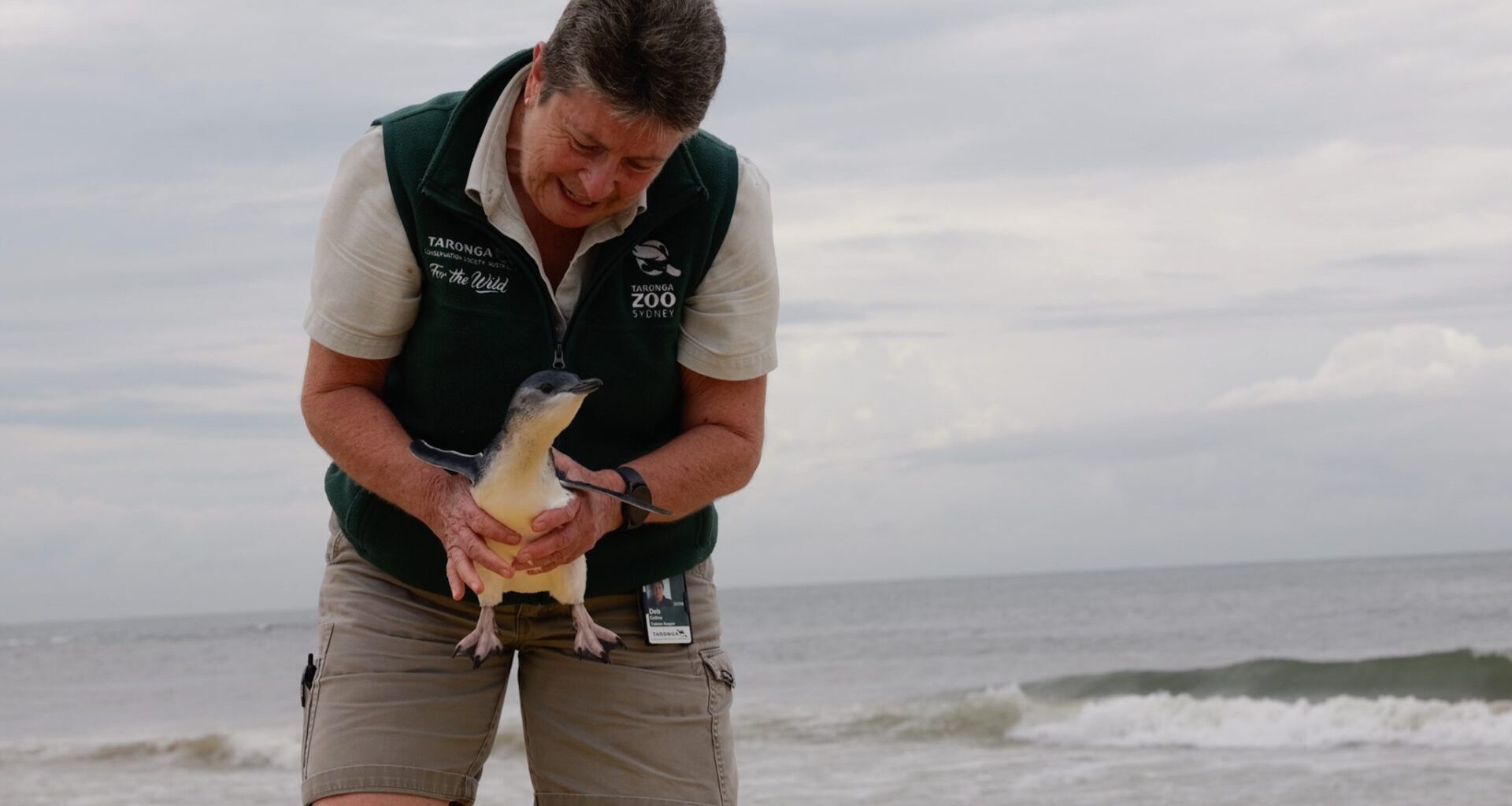 Little Penguin rescued and returned to Manly Beach