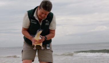 Little Penguin rescued and returned to Manly Beach