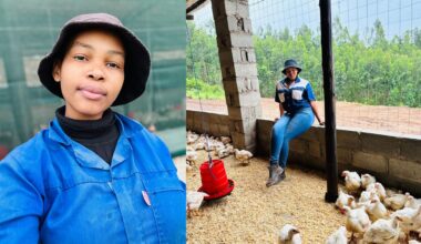 Bongeka’s backyard business grows from 100 to 3000 broilers