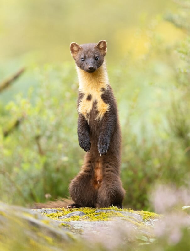 A pine marten stands upright on its hind legs on a mossy rock, surrounded by soft-focus green vegetation and natural light. Its brown fur and creamy-yellow throat patch are clearly visible.