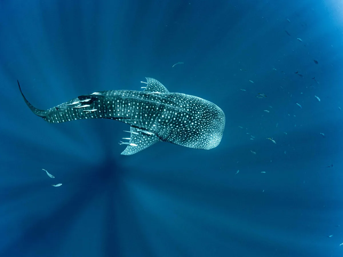 Whale shark from above in Madagascar