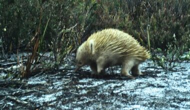White Echidna And Rare Dunnart Captured On Cameras On Truwana Cape Barren Island