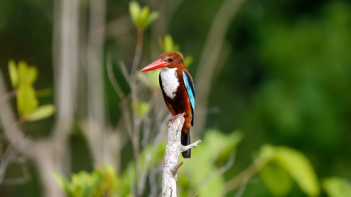 White-throated Kingfisher perched on branch in natural habitat.