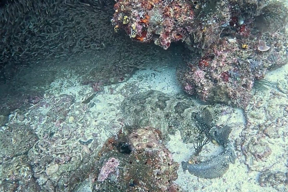 Wobbegong shark