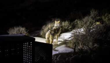 Maternal member of King Mountain wolf pack in Colorado dies