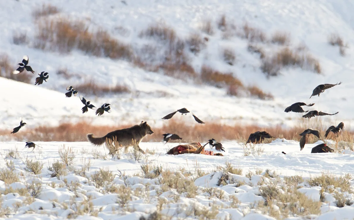 Wolf and birds in Yellowstone