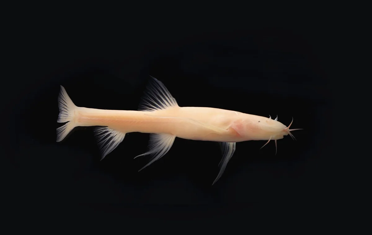 Yang's plateau loach