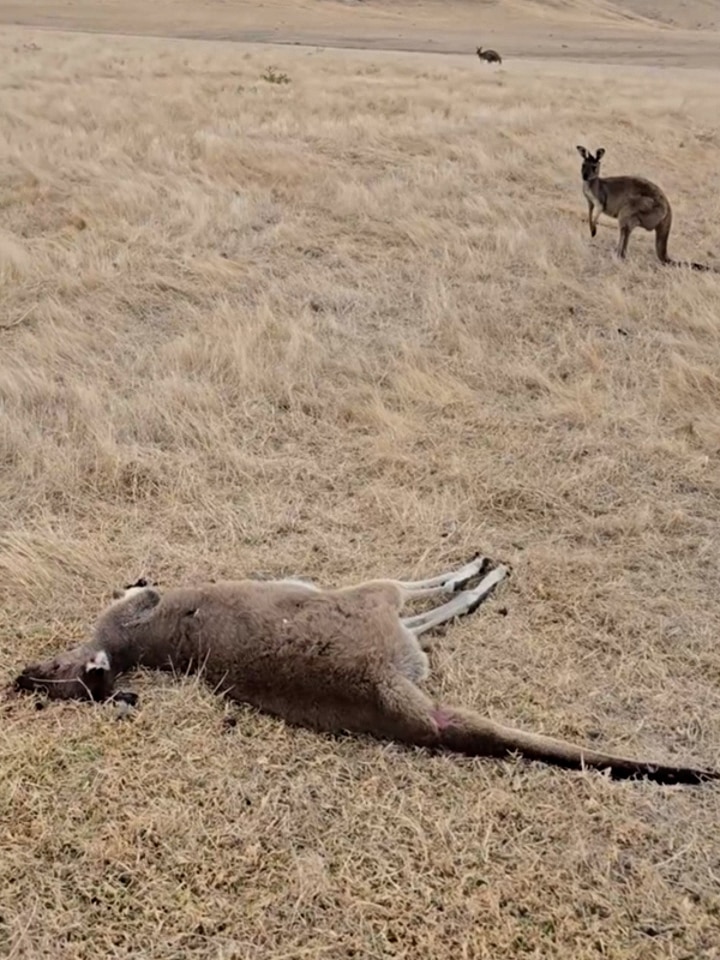 Kangaroo in distress