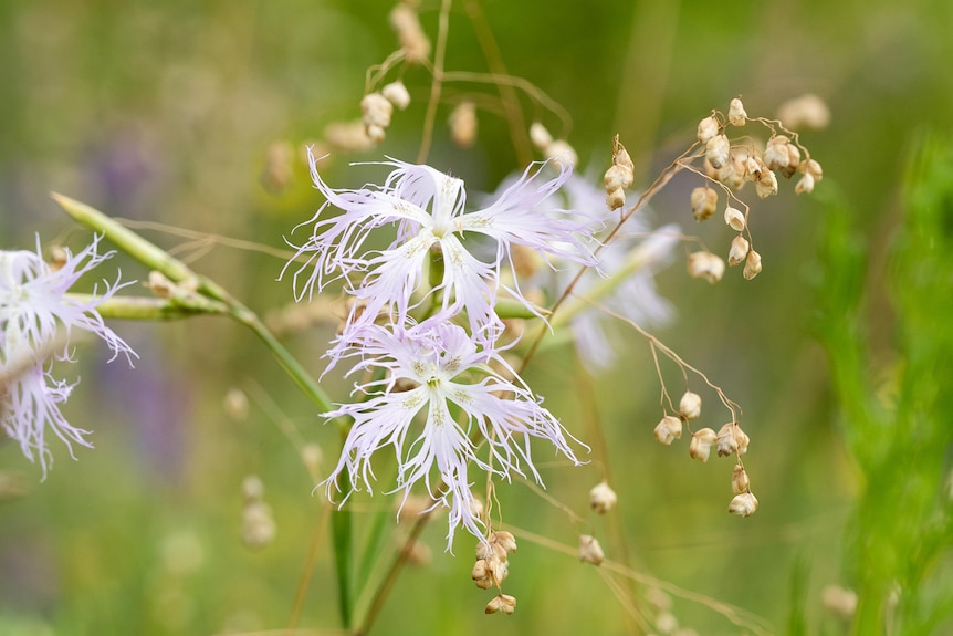 A close up picture of a pink-white fringed flower in bloom
