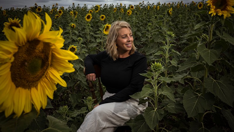 Peace-seekers pick their own sunflowers in a country field
