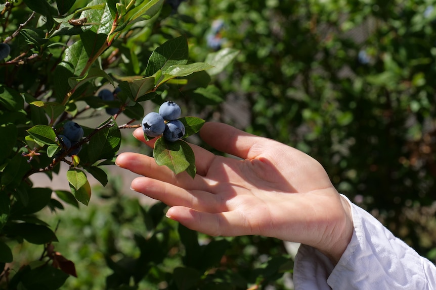 Hands touching a bunch of blueberreis on a bush