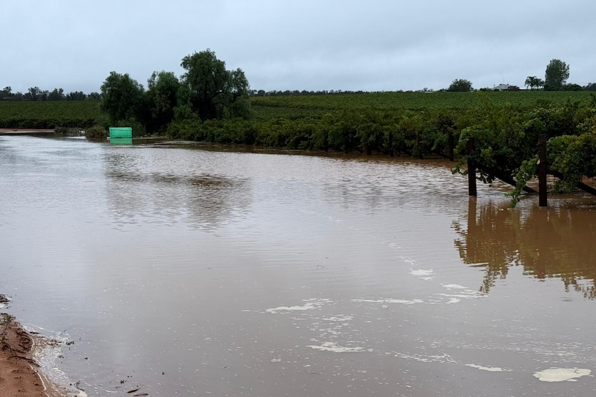 A large amount of water laps at the bottom of a wine grape vineyard