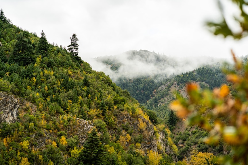 Lush, forested hills shrouded in clouds.