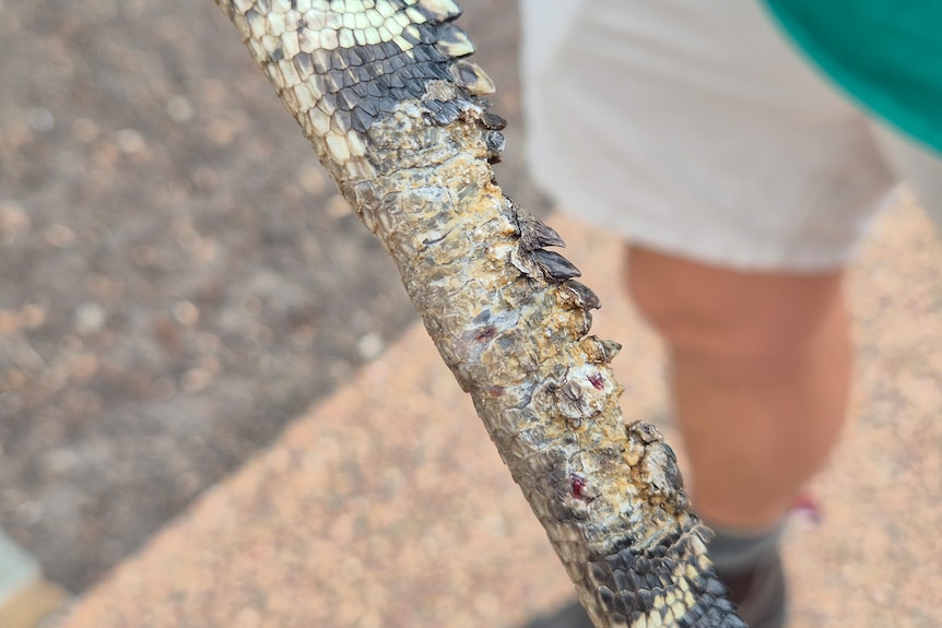 A water dragon's tail with skin lesions on it