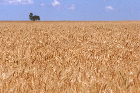 Crop farmers are preparing to sow seeds in the next two or three weeks. 