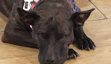 Tech Pro Uses ChatGPT to Create Cancer Vaccine for His Dog and 'Best Mate'