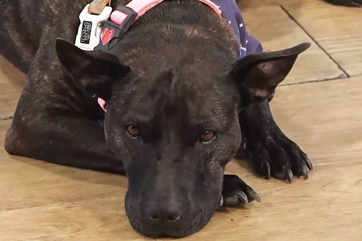 Tech Pro Uses ChatGPT to Create Cancer Vaccine for His Dog and 'Best Mate'