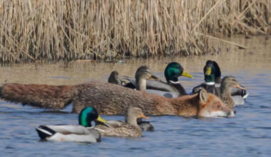 Fox photographed swimming with ducks and geese
