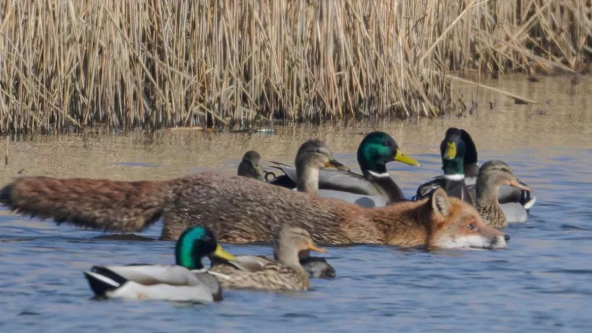 Fox photographed swimming with ducks and geese