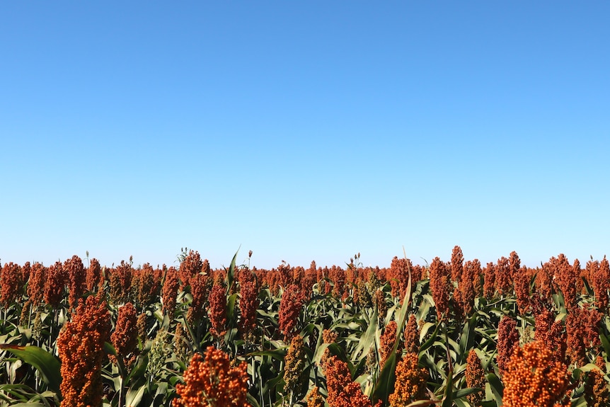 A reddish-brown crop in a field under a clear blue sky.