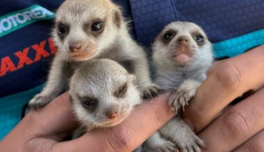 Tasmania Zoo’s new meerkat pups at their peak of cuteness