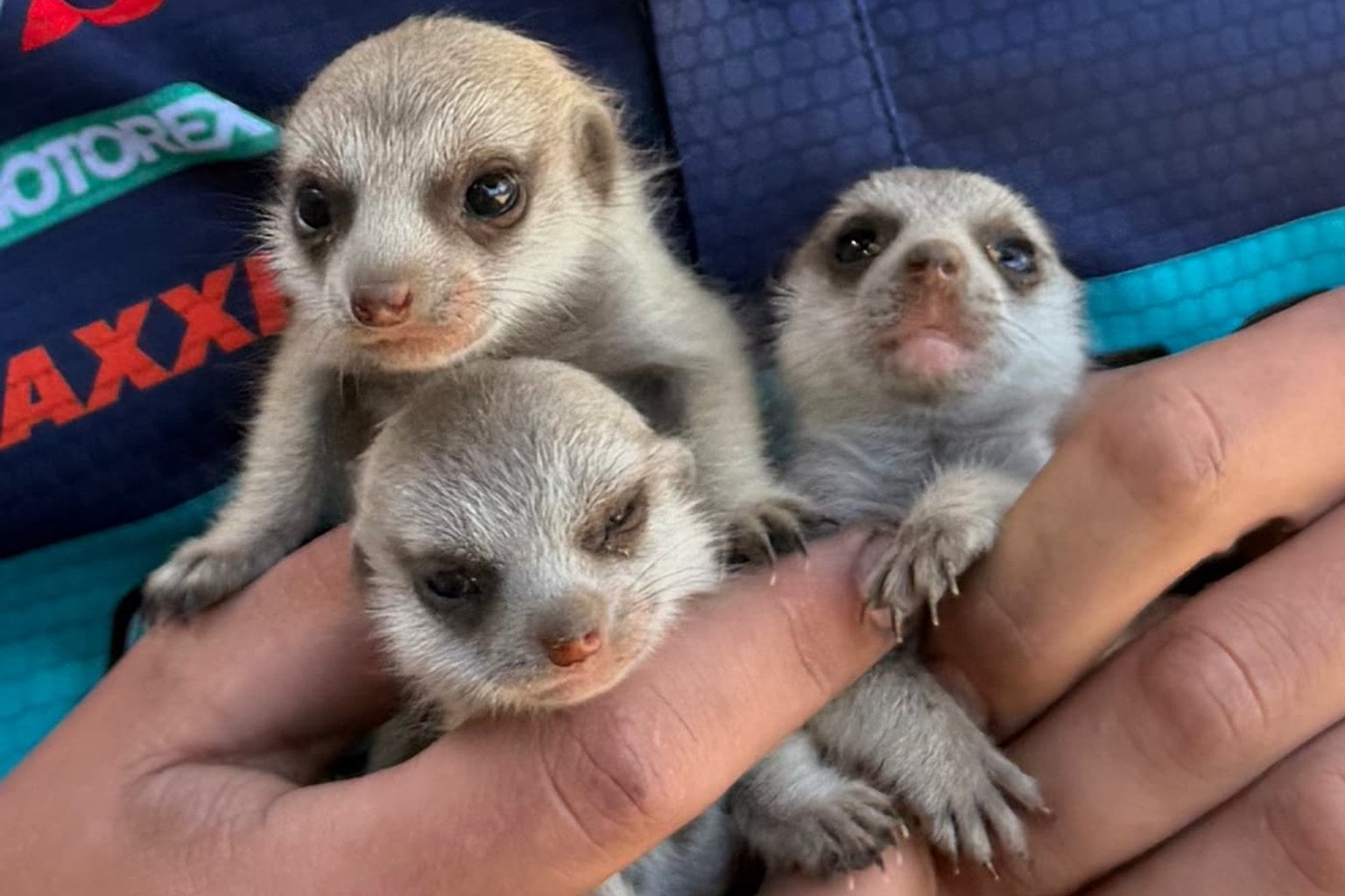 Tasmania Zoo’s new meerkat pups at their peak of cuteness