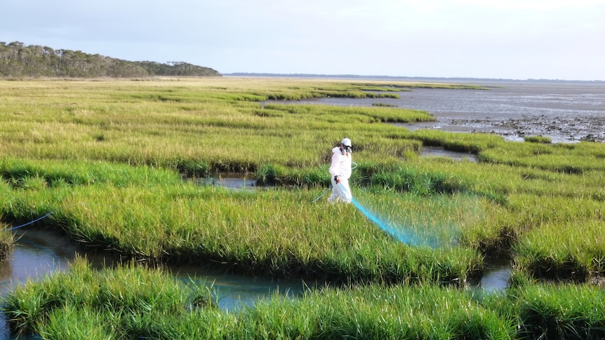 Rice grass in Duck Bay in February 2018.
