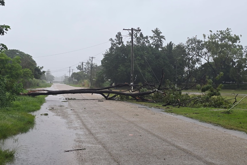 A tall tree lies across a road.