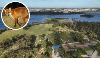 Yellagonga Regional Park wildlife under threat from foxes, culling efforts doubled