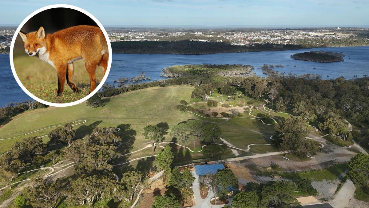 Yellagonga Regional Park wildlife under threat from foxes, culling efforts doubled