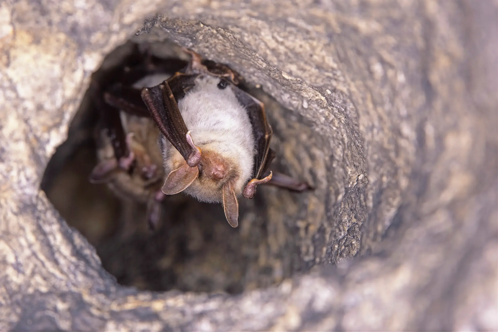 Similar results were found in other species (Getty Stock Image)