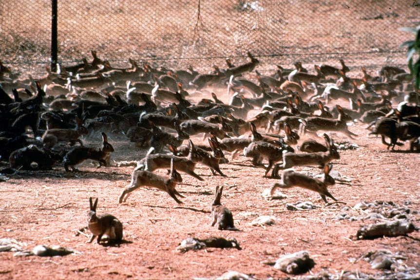 Wild rabbits in a fenced enclosure. The ground is red and dusty. 