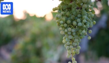 Victorian wineries sell vineyards to gold exploration company amid global headwinds