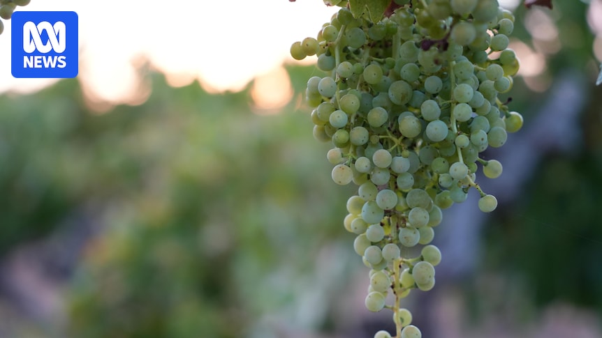 Victorian wineries sell vineyards to gold exploration company amid global headwinds