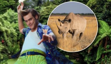 The 'Ace Ventura: When Nature Calls' Mechanical Rhino From THAT Scene Is For Sale