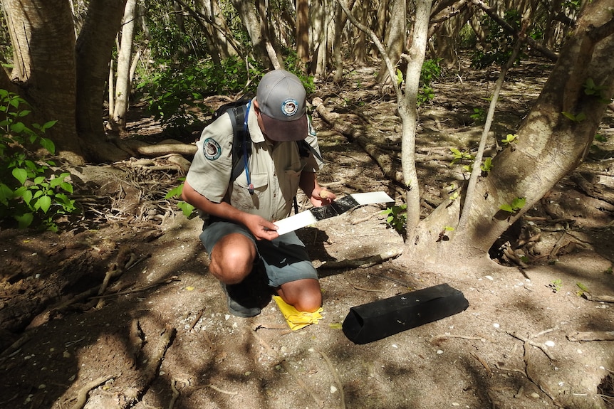 Ranger setting up ink paper into trap on ground in bush 