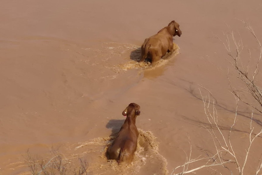 A pair of cows chest-deep in floodwater on an outback station, as seen from above.