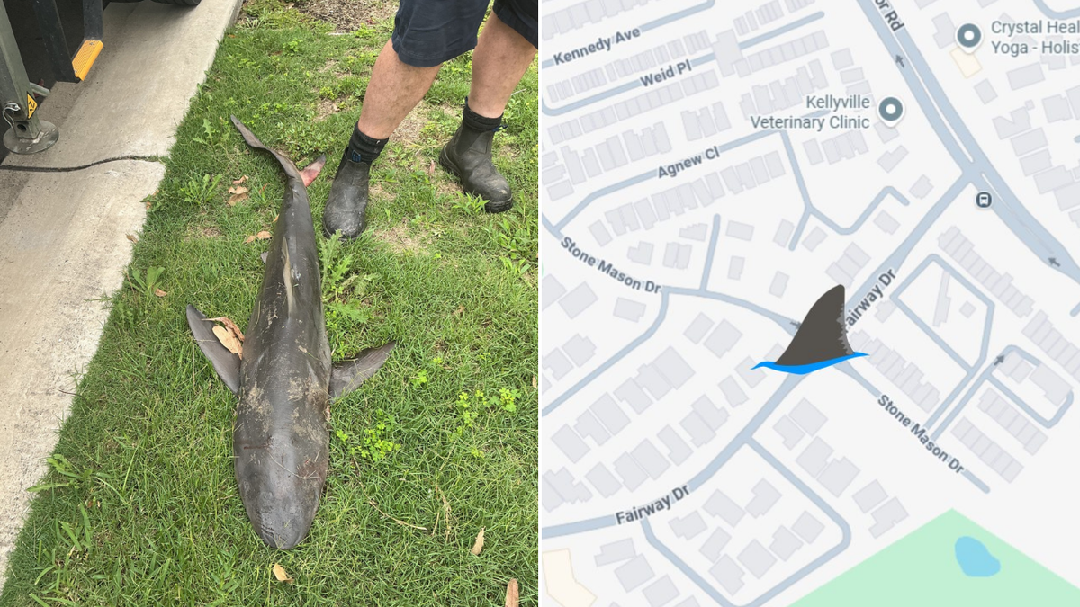 Dead shark found on northwest Sydney road 20km from ocean