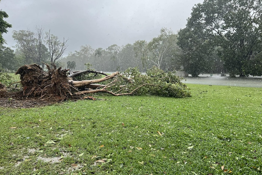 A large tree and its roots horizontal on green grass in the rain.