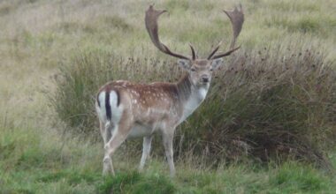 Tasmania deer population sparks hundreds of submissions to government