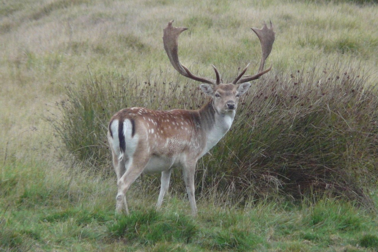 Tasmania deer population sparks hundreds of submissions to government