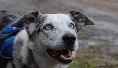 Kids News: Koala detection dog Bear retires after ten years saving koalas