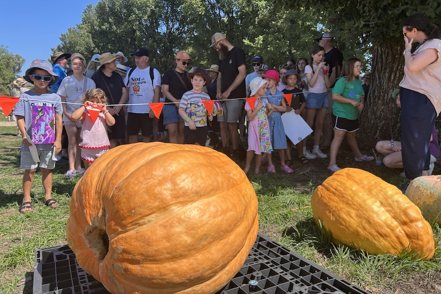 Crowds of people gather to look at two enormous pumpkins.