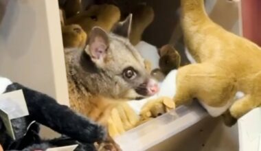 Real possum found among plush toy animals in Australian airport gift shop