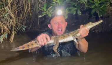 Croc spotted behind a Bunnings in NSW rescued after 30 hours